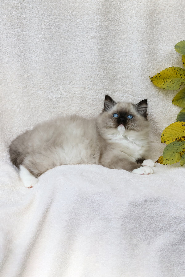 Yager | Ragdoll Kitten
