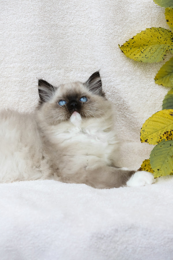 Yager | Ragdoll Kitten