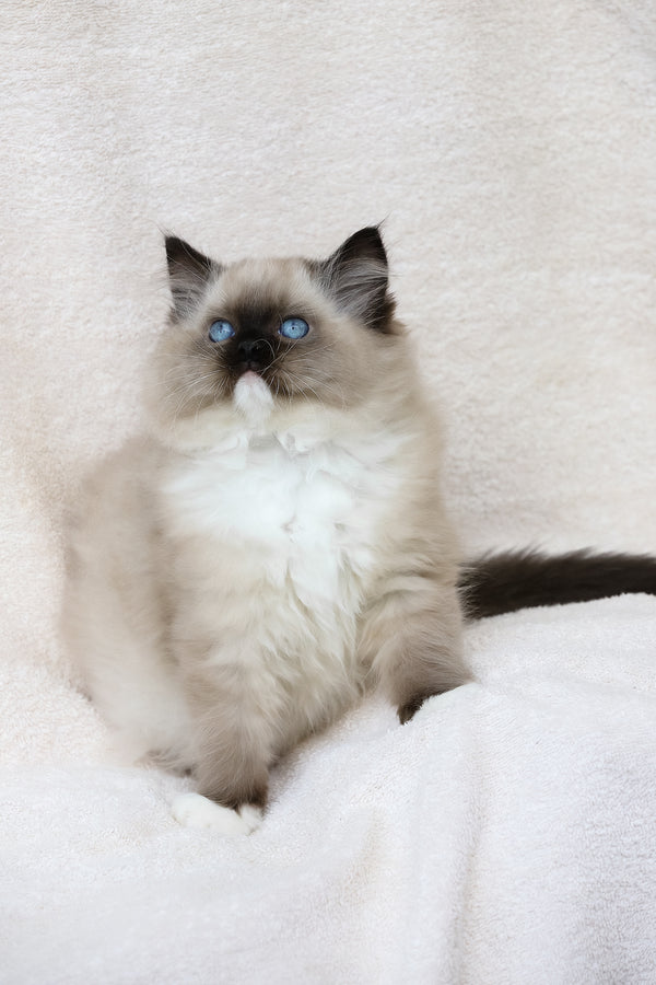 Yager | Ragdoll Kitten