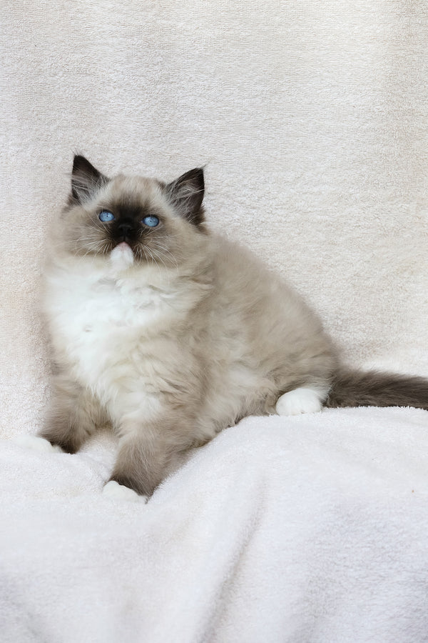 Yager | Ragdoll Kitten