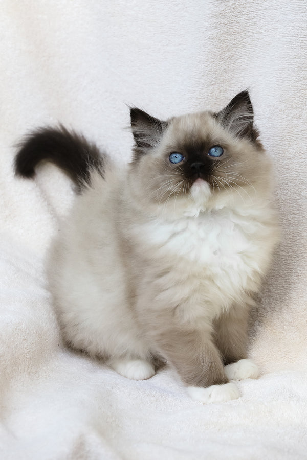 Yager | Ragdoll Kitten