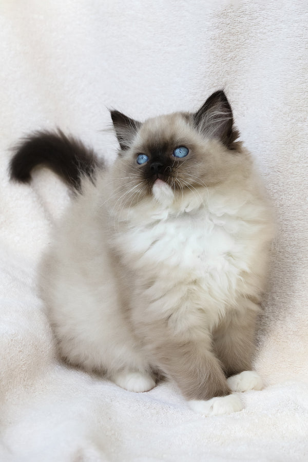 Yager | Ragdoll Kitten