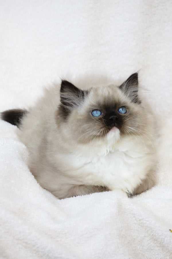 Yager | Ragdoll Kitten