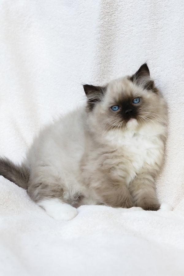 Yager | Ragdoll Kitten
