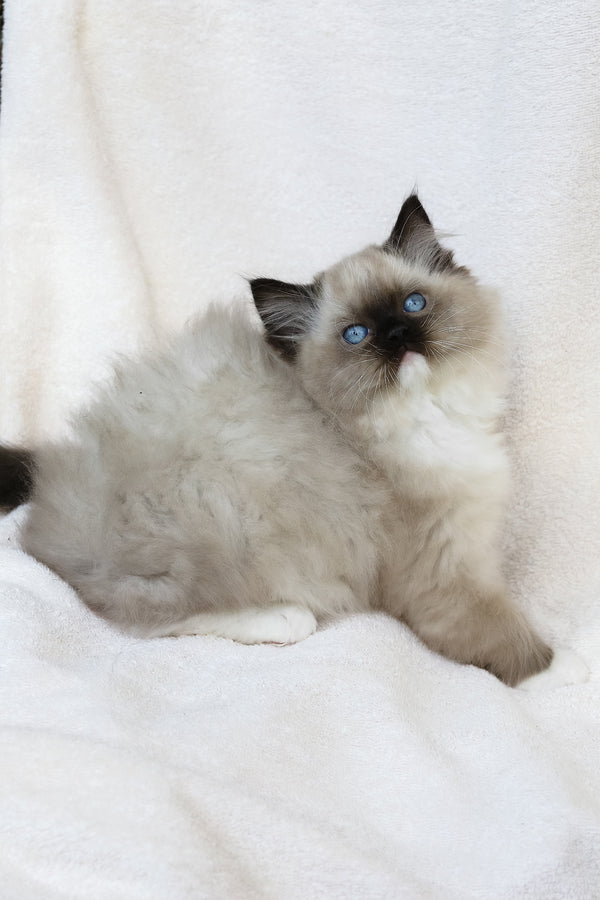Yager | Ragdoll Kitten