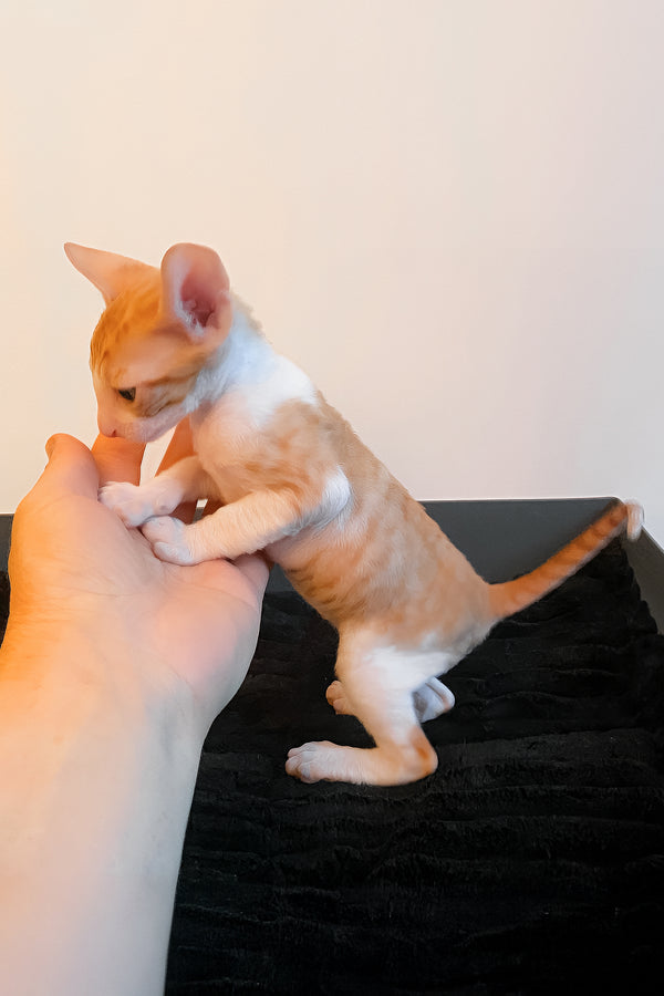 Yakhont | Cornish Rex Kitten