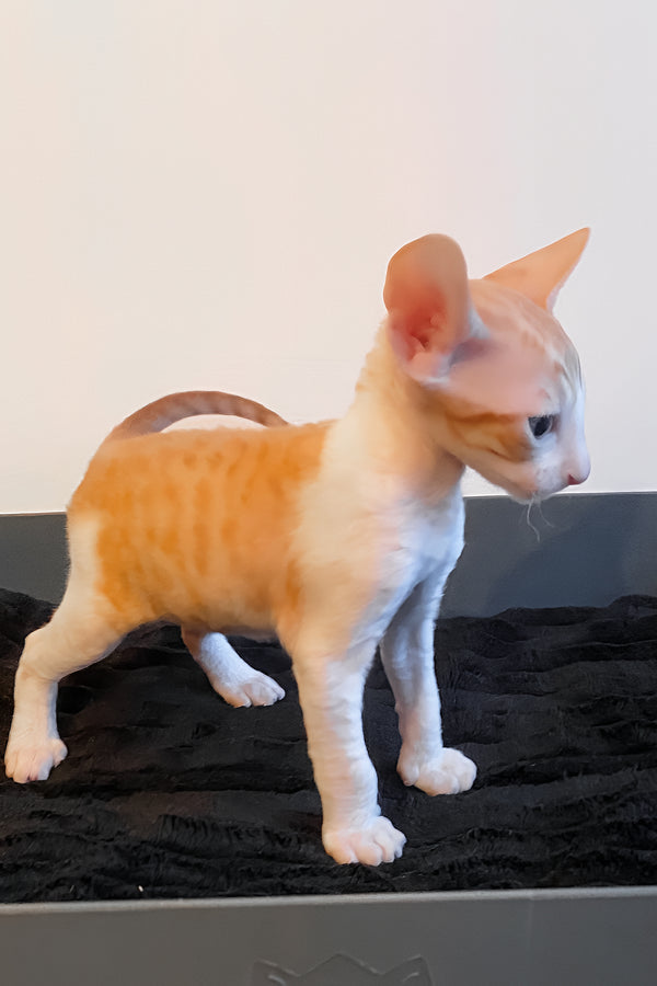 Yakhont | Cornish Rex Kitten