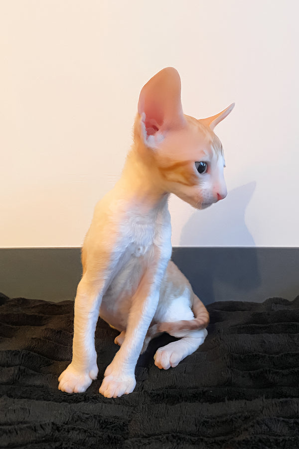 Yakhont | Cornish Rex Kitten