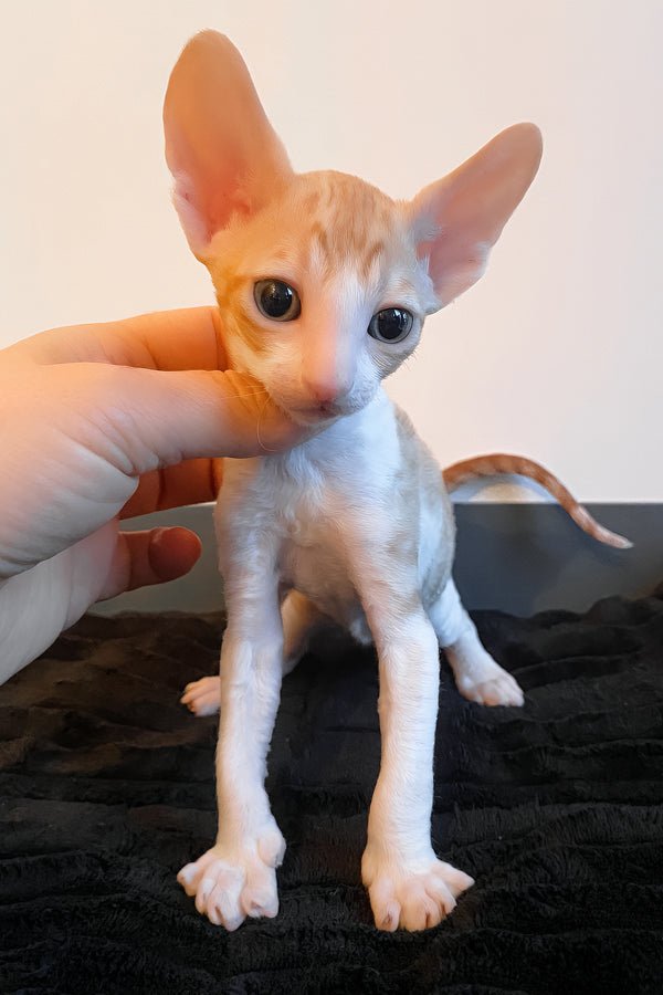 Yakhont | Cornish Rex Kitten