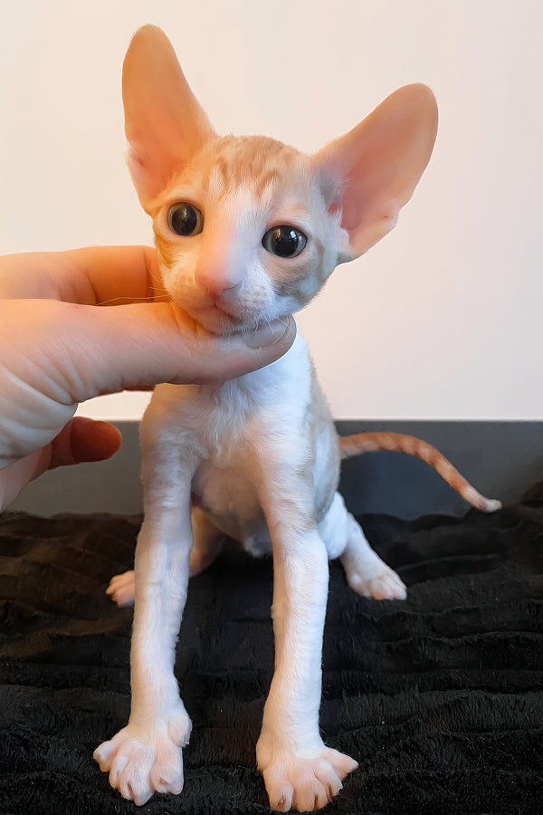 Yakhont | Cornish Rex Kitten