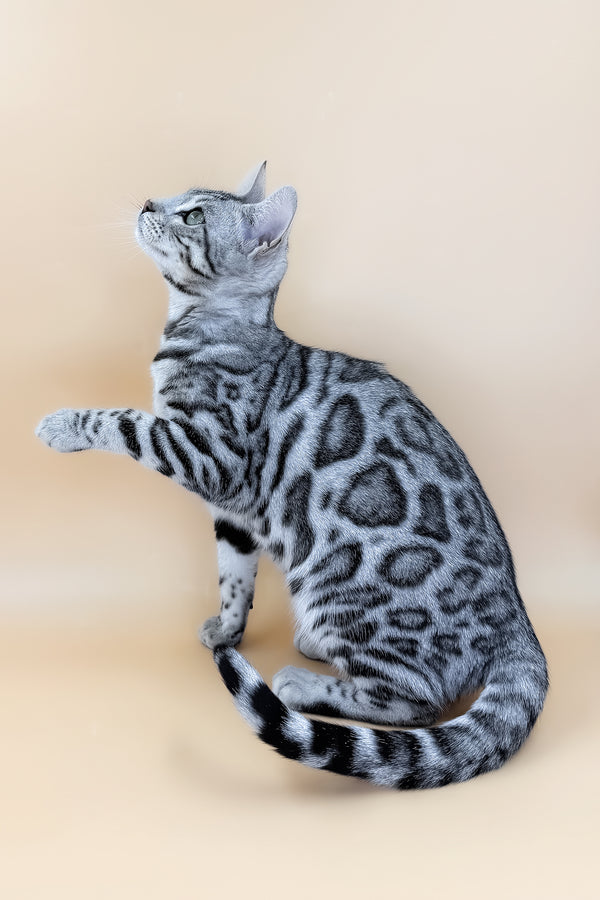 Yamaha | Bengal Kitten