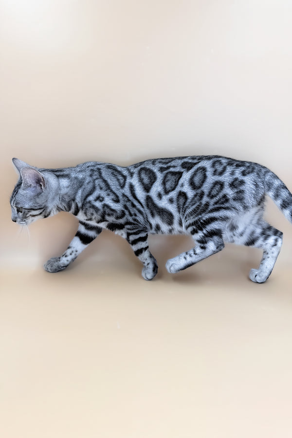 Yamaha | Bengal Kitten