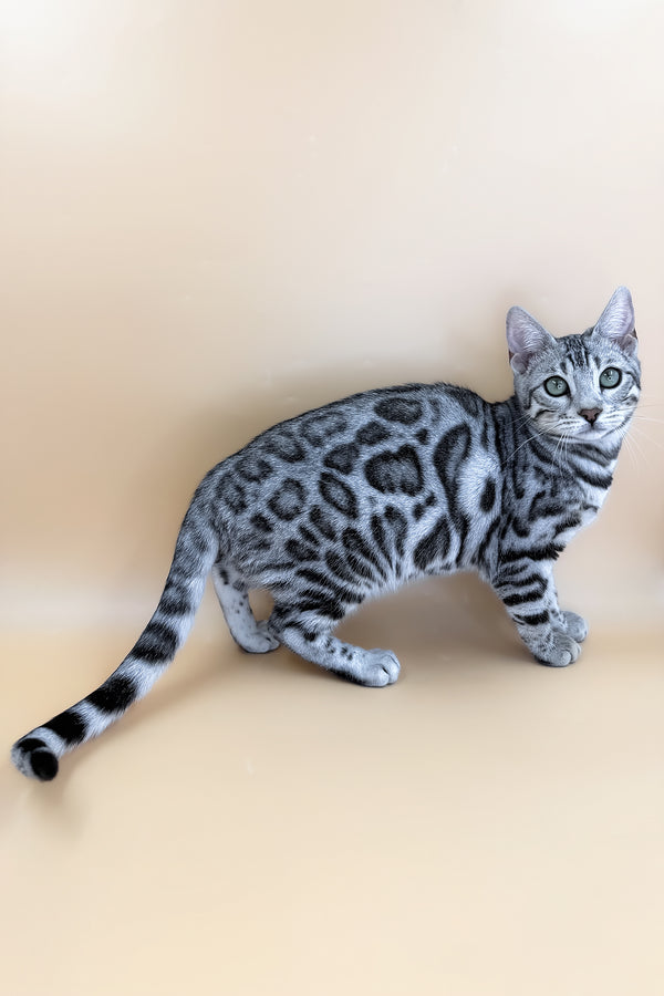 Yamaha | Bengal Kitten