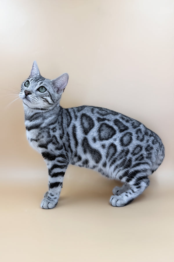 Yamaha | Bengal Kitten