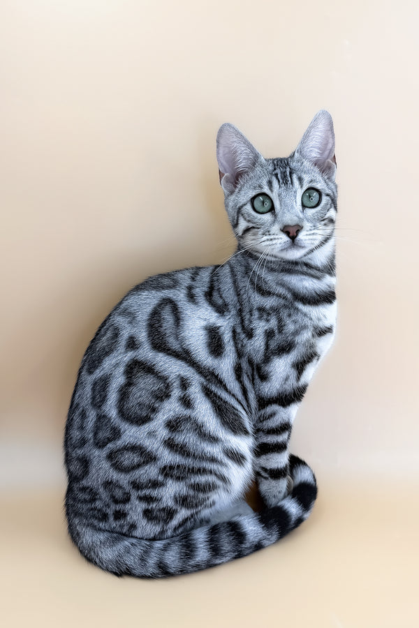 Yamaha | Bengal Kitten