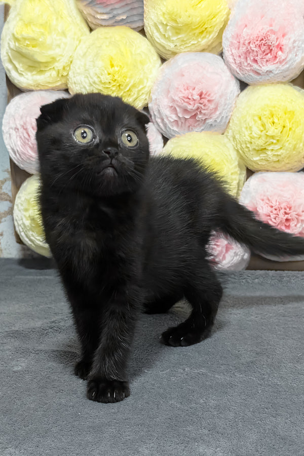 Yami | Scottish Fold Kitten