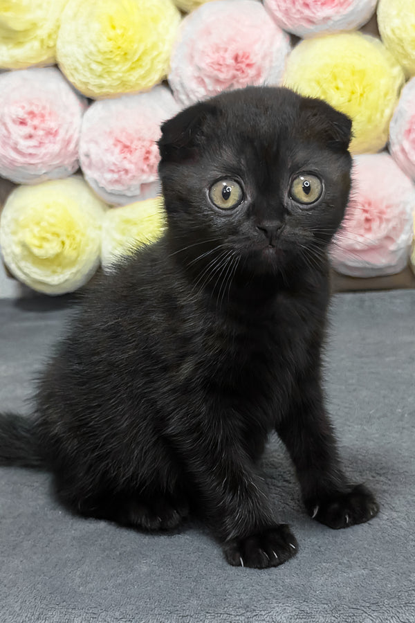 Yami | Scottish Fold Kitten
