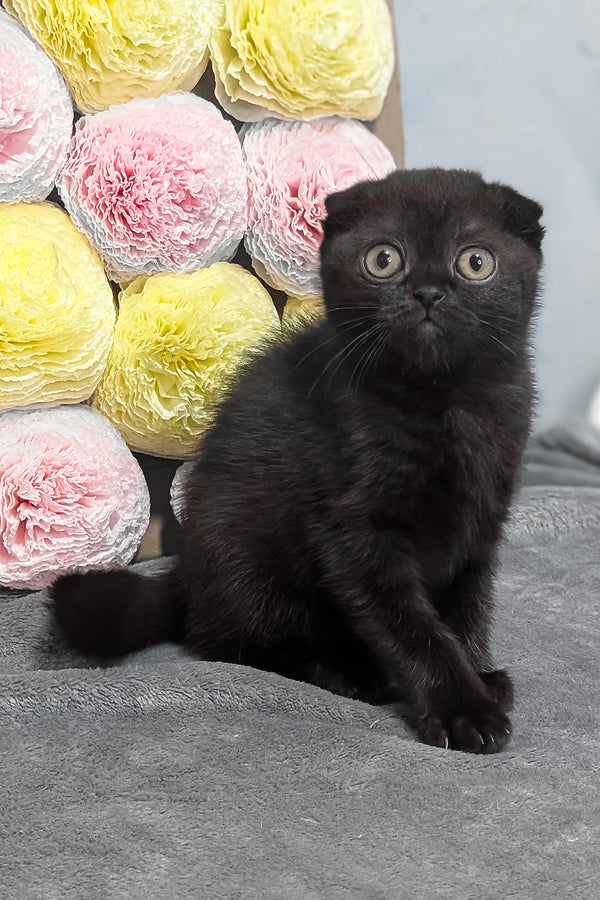 Yami | Scottish Fold Kitten