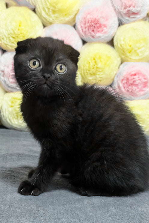 Yami | Scottish Fold Kitten