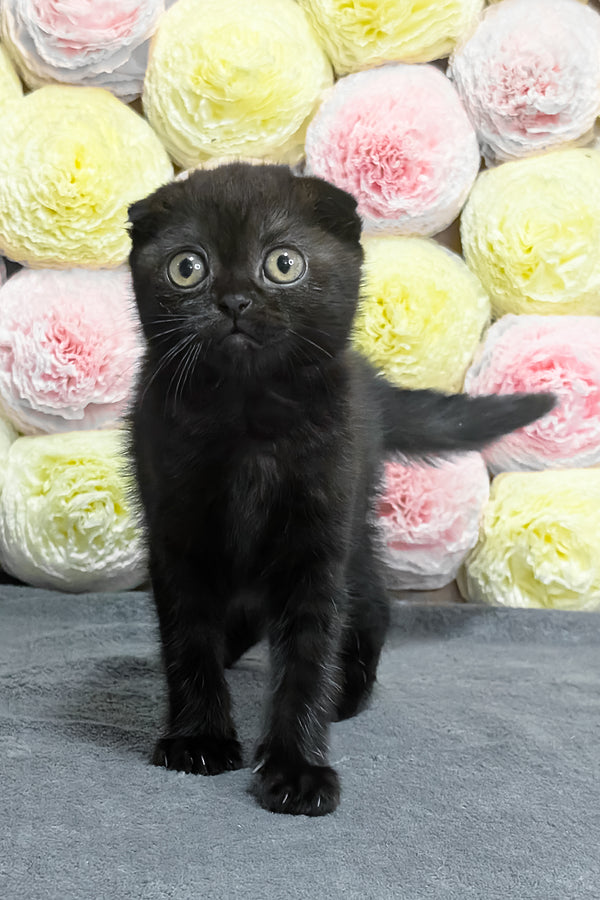 Yami | Scottish Fold Kitten
