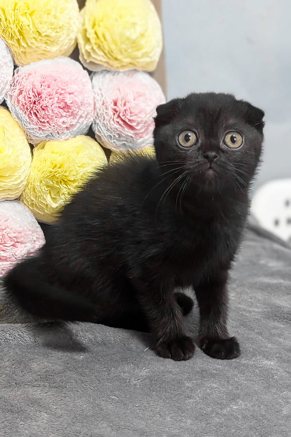 Yami | Scottish Fold Kitten