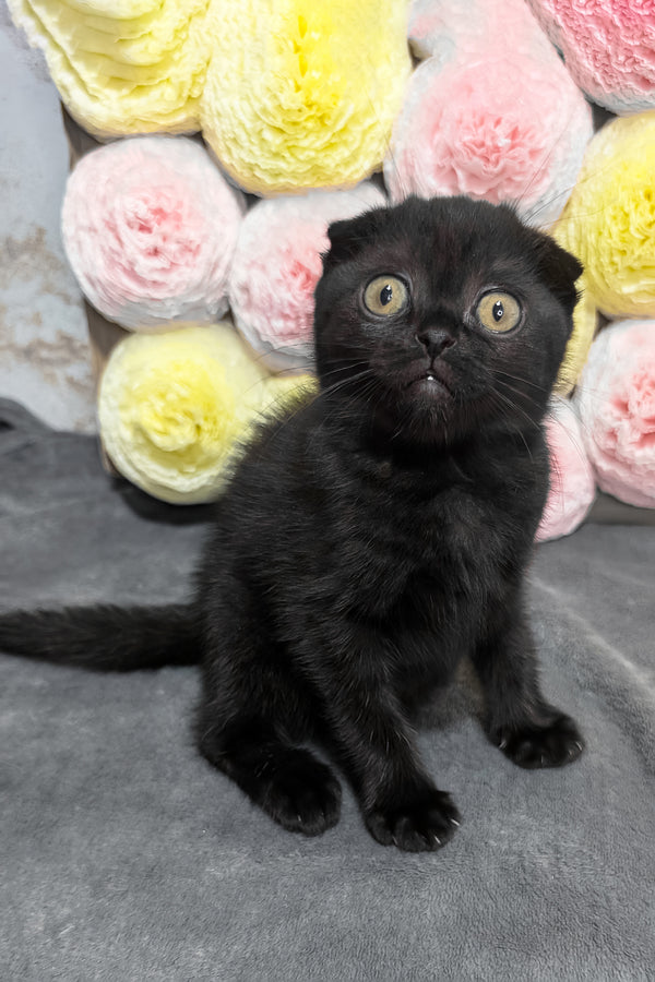 Yami | Scottish Fold Kitten