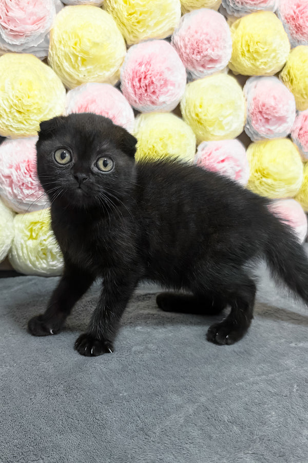 Yami | Scottish Fold Kitten