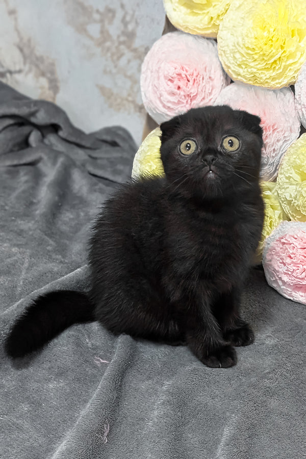 Yami | Scottish Fold Kitten