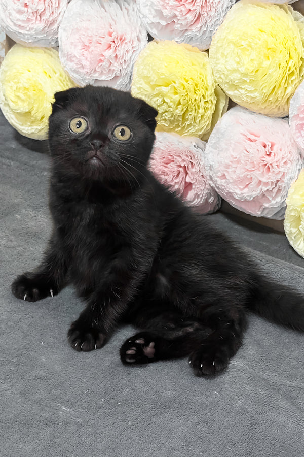 Yami | Scottish Fold Kitten
