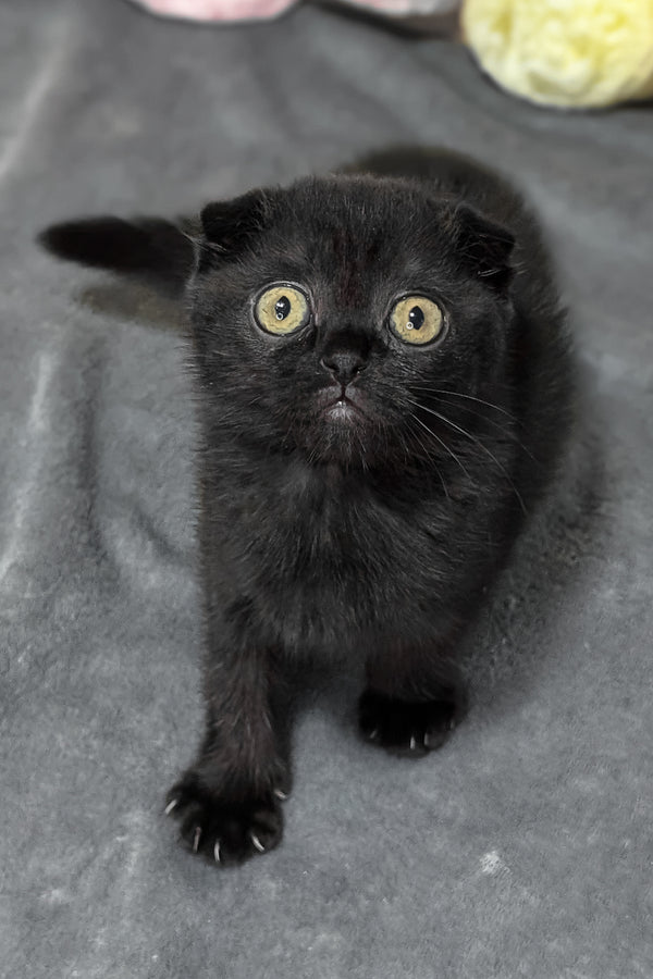 Yami | Scottish Fold Kitten
