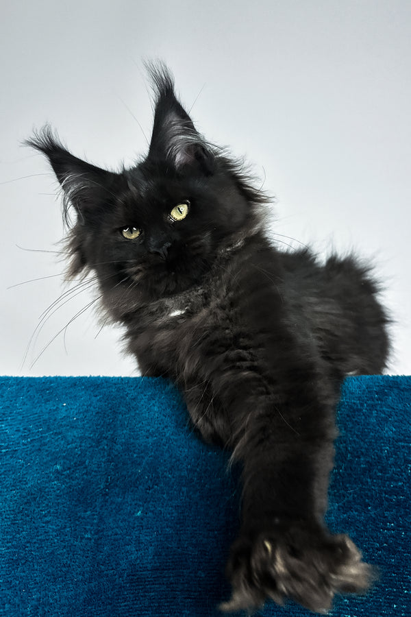 Yana | Maine Coon Kitten