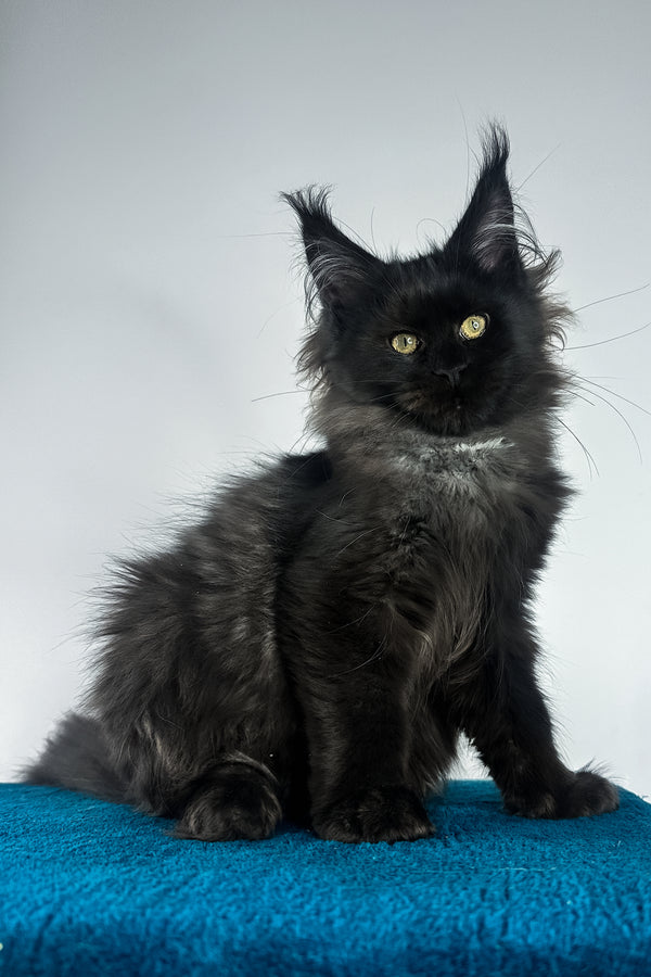 Yana | Maine Coon Kitten