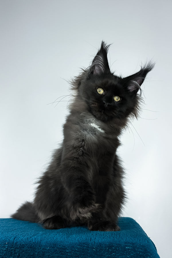 Yana | Maine Coon Kitten