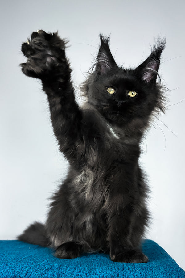 Yana | Maine Coon Kitten