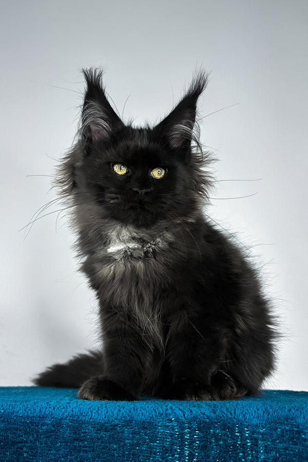 Yana | Maine Coon Kitten