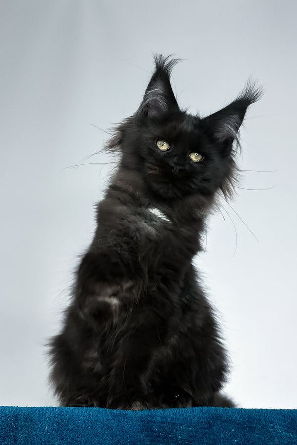 Yana | Maine Coon Kitten