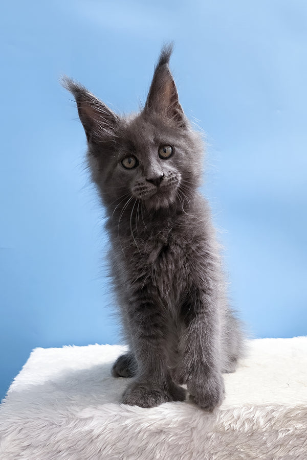 Yana | Polydactyl Maine Coon Kitten