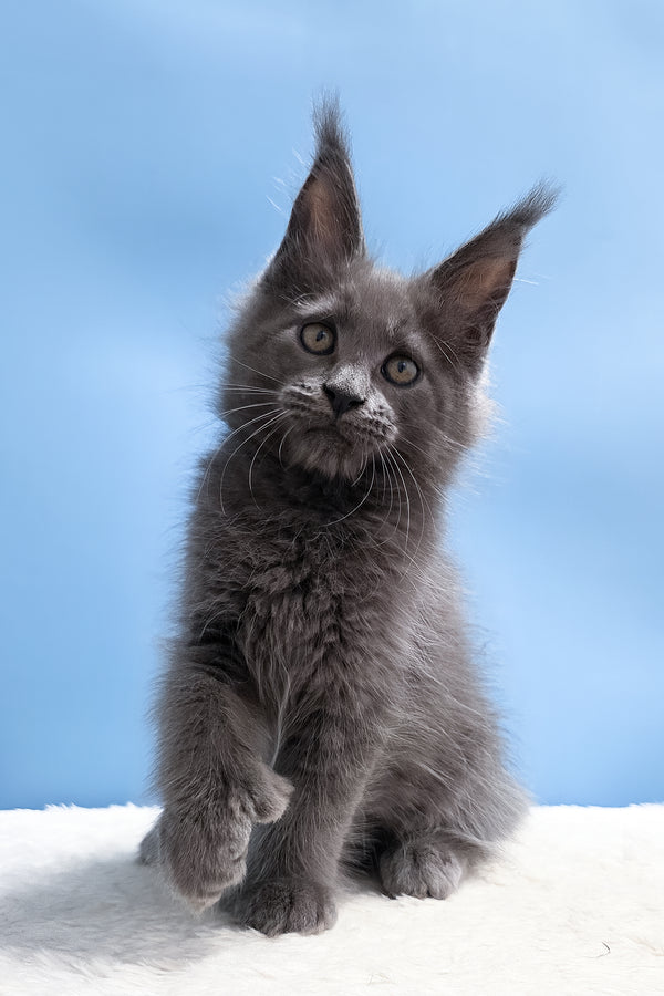 Yana | Polydactyl Maine Coon Kitten