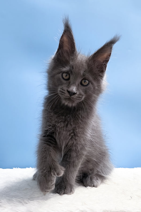 Yana | Polydactyl Maine Coon Kitten