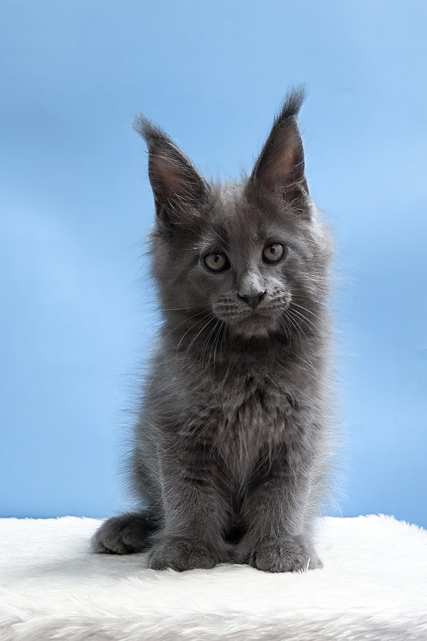 Yana | Polydactyl Maine Coon Kitten