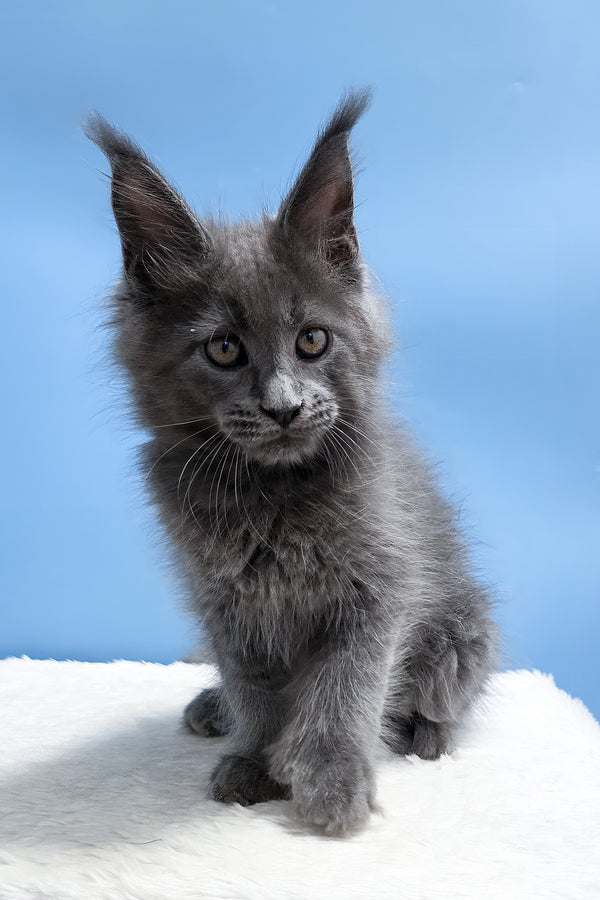Yana | Polydactyl Maine Coon Kitten