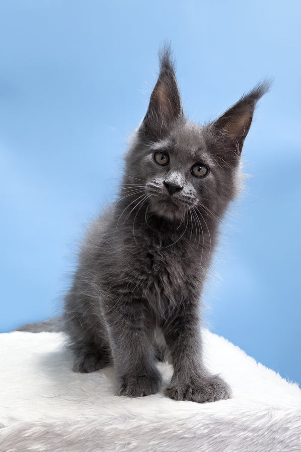 Yana | Polydactyl Maine Coon Kitten