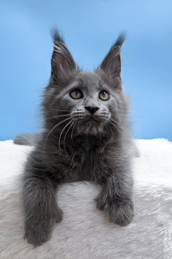 Yana | Polydactyl Maine Coon Kitten