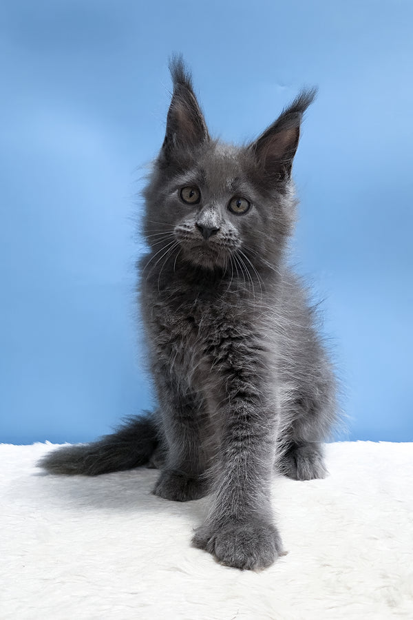 Yana | Polydactyl Maine Coon Kitten