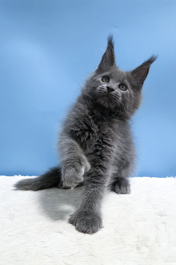 Yana | Polydactyl Maine Coon Kitten