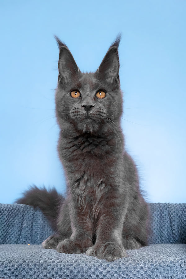 Yana | Polydactyl Maine Coon Kitten