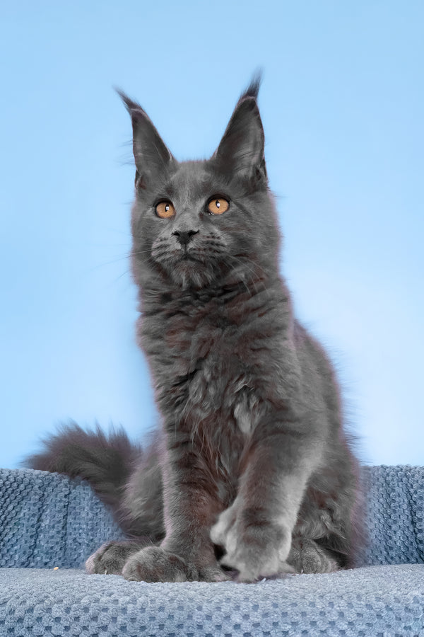 Yana | Polydactyl Maine Coon Kitten