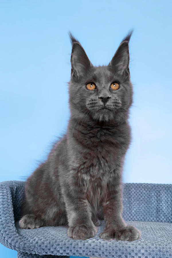 Yana | Polydactyl Maine Coon Kitten