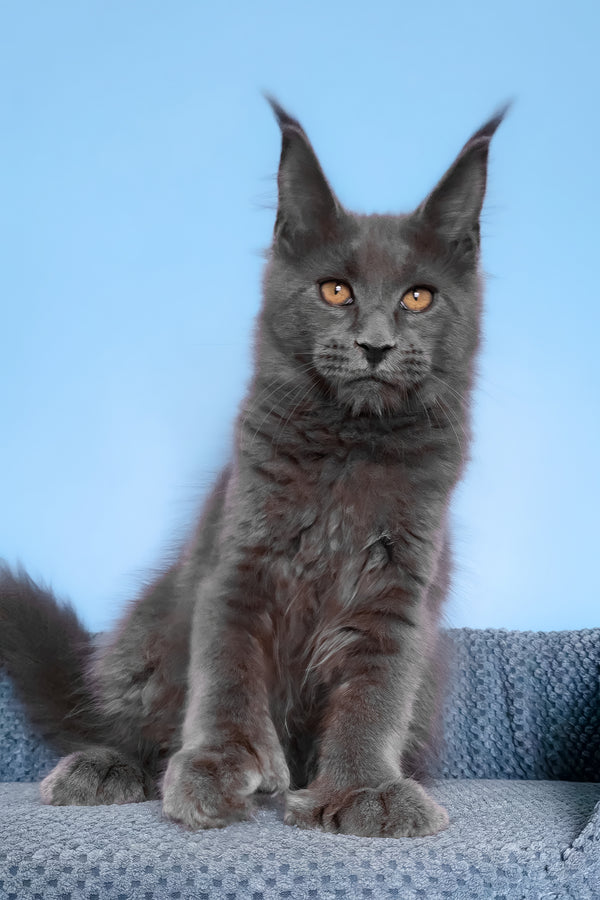 Yana | Polydactyl Maine Coon Kitten