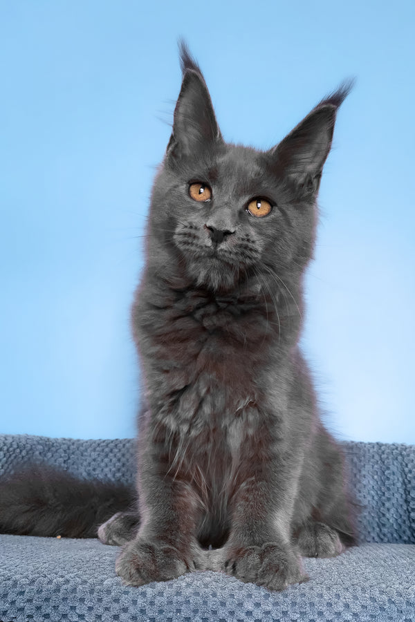 Yana | Polydactyl Maine Coon Kitten